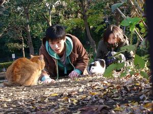 ねこすとーかー